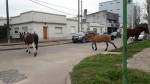 caballos 2